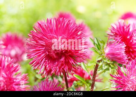 Lit fleuri de plusieurs couleurs et soleil. Concentrez-vous sur une fleur rouge. Faible profondeur de champ. Banque D'Images