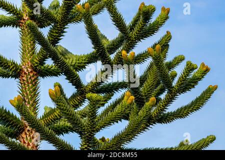Image détaillée des branches d'Araucaria araucana, également appelée arbre de puzzle de singe Banque D'Images