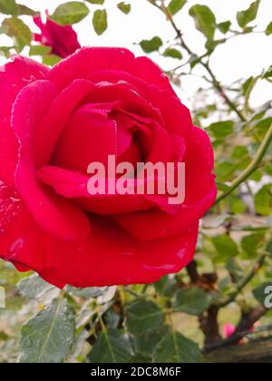 Gros plan sur une belle rose rouge avec des feuilles vertes sur fond. Belle rose rouge en fleur Banque D'Images