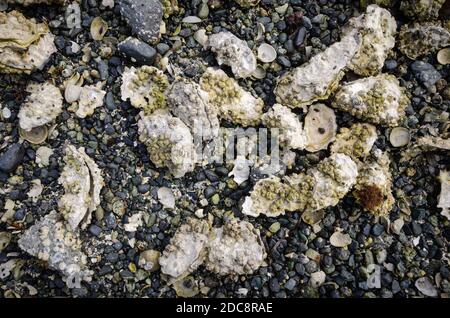 Huîtres couvertes de barnacles sur la plage de galets Banque D'Images