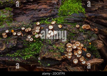Œuf blanc le champignon Bird’s Nest qui pousse sur du bois en décomposition dans les montagnes Pocono de Pennsylvanie. Chaque “nid” fait en moyenne 5 à 10 mm de haut et jusqu’à 10 mm de haut. Banque D'Images