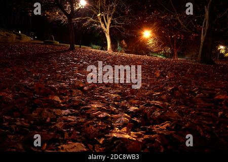 feuilles de couleur automnale, rouges, brunes, jaunes, bordeaux dans le parc à la lumière des lanternes nocturnes Banque D'Images