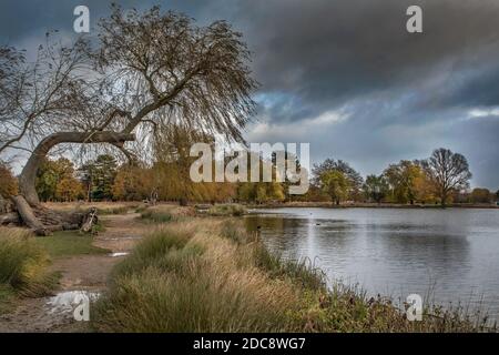 Promenade d'hiver autour de l'étang à Bushy Park Surrey avec un ciel moody Banque D'Images