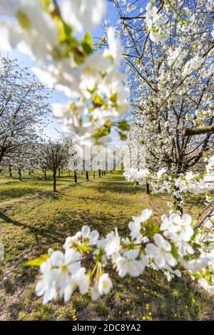 Verger à fleurs près de Cejkovice, Moravie du Sud, République tchèque Banque D'Images