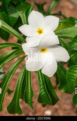 Plumeria pudica fleurs blanches fleuries, avec fond de feuilles vertes Banque D'Images