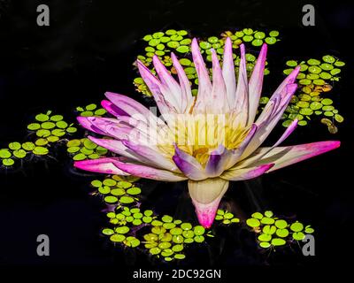 Gros plan d'un seul nénuphars rose (Nymphaeaceae) Banque D'Images