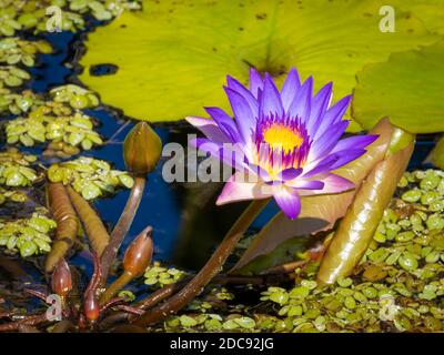 Gros plan d'un seul nénuphar violet (Nymphaeaceae) Banque D'Images