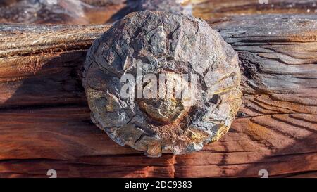 Des pointes rouillées ont cloué dans le vieux quai et la jetée en bois abîmé Banque D'Images