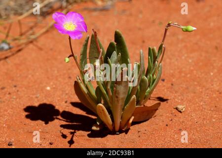 Plante de Parakeelya floraison dans aride Nouvelle-Galles du Sud Outback australien Banque D'Images