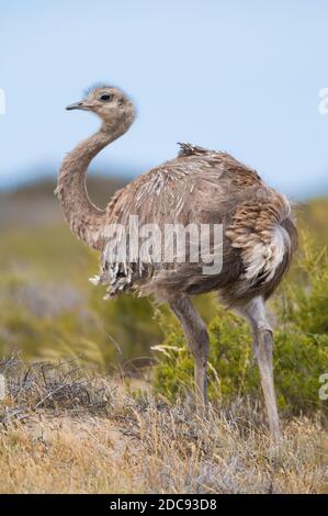 Grande Rhea, (Rhea Americana) dans la plaine de Pampas, province de la Pampa , Patagonie, Argentine Banque D'Images