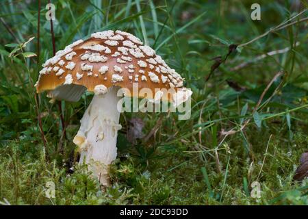 Champignon toxique Amanita regalis dans la forêt humide d'épinette. Connu sous le nom d'agaric de mouche royale ou roi de Suède Amanita. Champignons sauvages poussant dans la mousse. Banque D'Images
