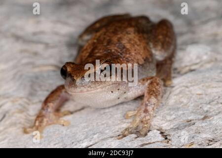 Desert Tree Frog reposant sur une bûche Banque D'Images