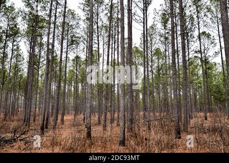 Rangée de grands arbres alignés le long du bord de la forêt Banque D'Images