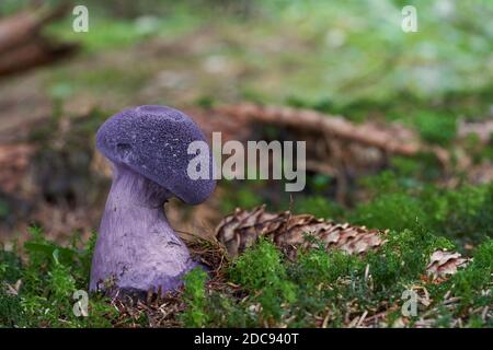 Champignon non comestible Cortinarius hercynicus dans la forêt d'épinette. Champignon violet croissant dans la mousse. Banque D'Images