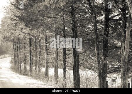 Arbres d'hiver dans la neige Banque D'Images