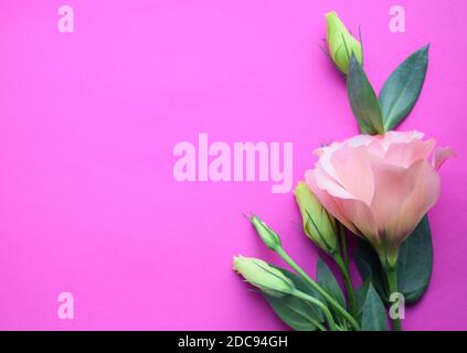 Le lisianthus rose et blanc (eustoma) fleurit sur fond rose, copie espace Banque D'Images