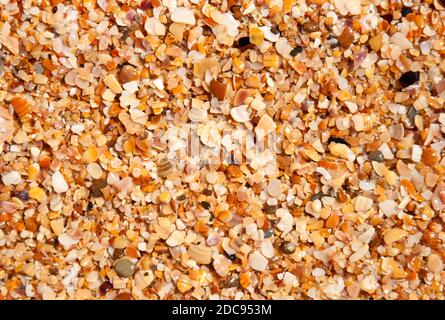 Fond de sable humide avec coquillages sur la plage Banque D'Images