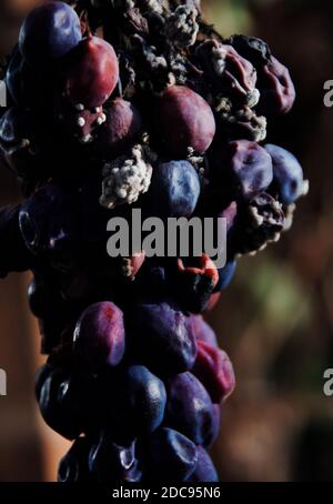 Un bouquet de raisin noir pourri sur la vigne. Banque D'Images