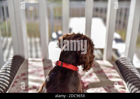 un petit chien mignon qui regarde vers le haut Banque D'Images