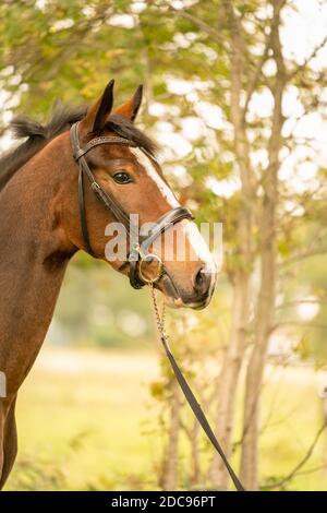 Une tête de cheval marron, vue latérale, sous le soleil de la soirée d'automne. Banque D'Images