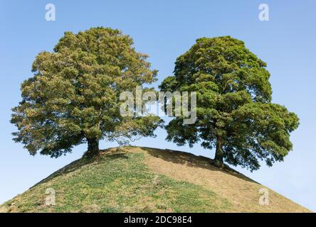 Trees on Castle Mound, Oxford Castle Quarter, Castle Street, Oxford, Oxfordshire, Angleterre, Royaume-Uni Banque D'Images