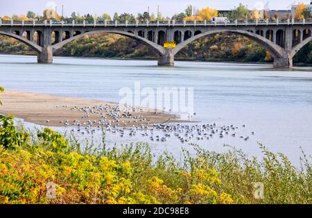 Rivière Saskatchewan Nord Saskatoon Banque D'Images