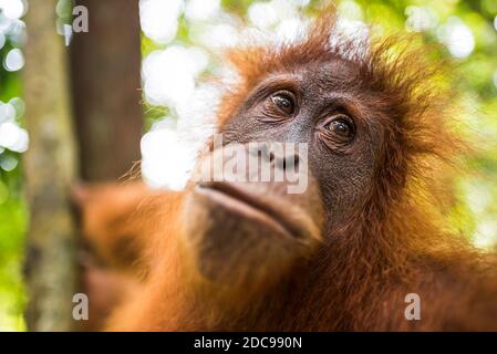 Orangutan (Pongo Abelii) dans la jungle près de Bukit Lawang, Gunung Leuser National Park, Sumatra Nord, Indonésie, Asie Banque D'Images