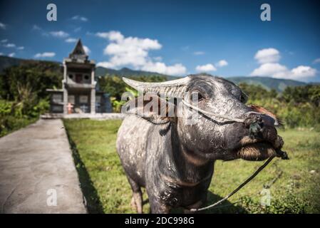Water Buffalo, Tuk Tuk, Lake Toba (Danau Toba), North Sumatra, Indonésie, Asie Banque D'Images