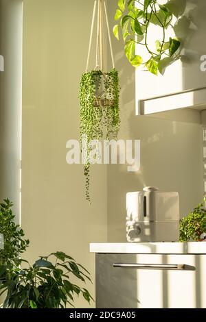 Humidificateur d'air pendant la période de chauffage à la maison entouré par les plantes de maison, vapeur du diffuseur. Entretien des plantes. Augmentation de l'humidité dans l'appartement. Banque D'Images