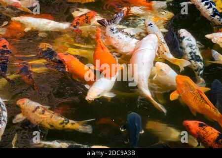 Carpe koï (cyprinus rubrofuscus), poisson koï d'eau douce ornemental dans un étang Banque D'Images