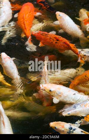 Poissons koï, carpe koï (cyprinus carpio) nageant dans un étang Banque D'Images