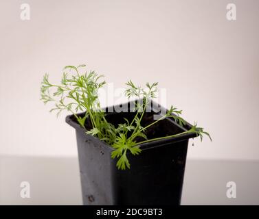 plants de graines de coriandre dans un pot noir sur fond blanc Banque D'Images