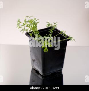 plants de graines de coriandre dans un pot noir sur fond blanc Banque D'Images