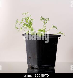 plants de graines de coriandre dans un pot noir sur fond blanc Banque D'Images