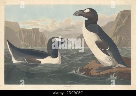 Robert Havell, Jr., (artiste), américain, né en Angleterre, 1793 - 1878, John James Audubon, (artiste d'après), américain, 1785 - 1851, Great Auk, The Birds of America: Plaque CCCXLI, (série), 1836, gravure en couleur main et aquatint sur papier vélin Whatman Banque D'Images