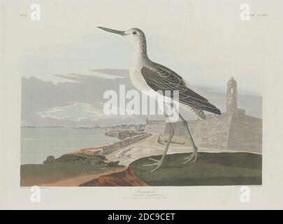 Robert Havell, Jr., (artiste), américain, né en Angleterre, 1793 - 1878, John James Audubon, (artiste d'après), américain, 1785 - 1851, Greenshank, The Birds of America: Plaque CCLIX, (série), 1835, gravure de couleur main et aquatint sur papier vélin Whatman Banque D'Images