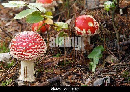 Mouche des champignons agariques dans la forêt. Nom latin Amanita muscaria. Espèces toxiques contenant des toxines hallucinogènes. Banque D'Images