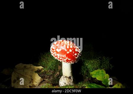 Fond noir avec mouche agarique dans le bois de moos, au centre. Le nom latin de ce champignon est Amanita muscaria. Espèces toxiques Banque D'Images