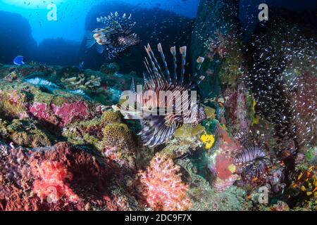 Des poissons-lions prédateurs patrouillent dans un récif de corail tropical sombre à l'aube Banque D'Images