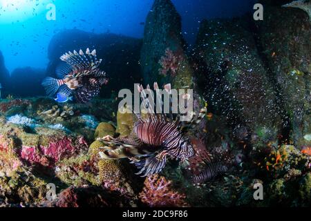 Des poissons-lions prédateurs patrouillent dans un récif de corail tropical sombre à l'aube Banque D'Images