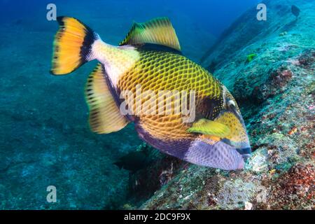 Un grand Triggerfish Titan se nourrissant d'un corail tropical foncé récif Banque D'Images