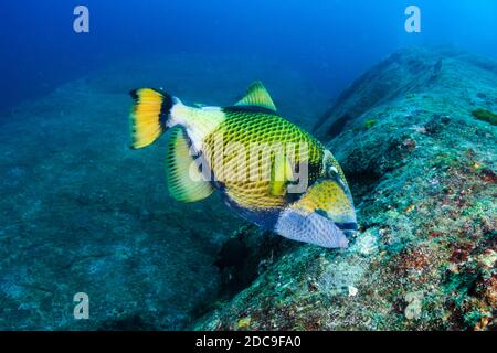 Un grand Triggerfish Titan se nourrissant d'un corail tropical foncé récif Banque D'Images