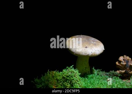 Champignon de l'entonnoir de nuages sur le vieux bois de mousse dans l'obscurité légèrement éclairé seulement par la lumière de spot. C'est un champignon comestible dans le latin Clitocybe nebaris. Banque D'Images