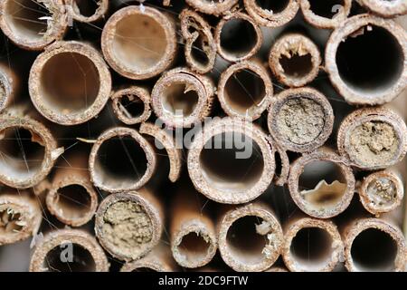 Bug Hotel bambou Cannes pour les insectes à se reproduire et hiverner avec quelques cannes scellées par des abeilles solitaires avec de la boue et un peu creux. Banque D'Images