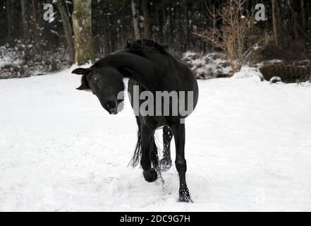 12.01.2019, Munich, Bavière, Allemagne - le cheval traverse la neige en hiver. 00S190112D827CAROEX.JPG [AUTORISATION DU MODÈLE : NON APPLICABLE, DÉCHARGE DE PROPRIÉTÉ Banque D'Images
