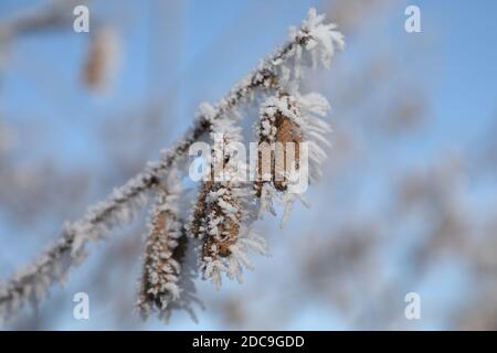 22.01.2019, Graditz, Saxe, Allemagne - fleurs de noisettes couvertes de givre. 00S190122D963CAROEX.JPG [AUTORISATION DU MODÈLE : NON APPLICABLE, PROPRIÉTÉ RELE Banque D'Images