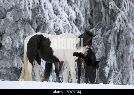 05.02.2019, Munich, Bavière, Allemagne - le cheval se dresse en hiver sur le paddock dans la neige. 00S190205D088CAROEX.JPG [AUTORISATION DU MODÈLE : NON APPLICABLE, PROP Banque D'Images