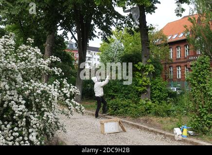 08.05.2019, Berlin, Berlin, Allemagne - l'apiculteur capture un essaim d'abeilles d'un tilleul dans un parc. 00S190508D673CAROEX.JPG [VERSION DU MODÈLE : OUI, PROP Banque D'Images