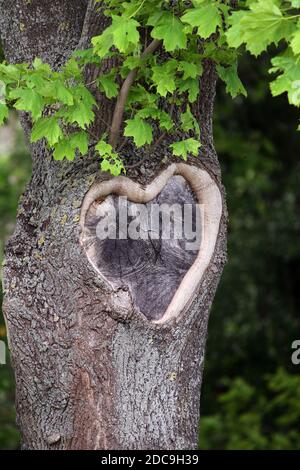 17.05.2019, Hanovre, Basse-Saxe, Allemagne - Allemagne - blessure en forme de coeur dans l'écorce d'un érable. 00S190517D590CAROEX.JPG [VERSION DU MODÈLE : NON AP Banque D'Images