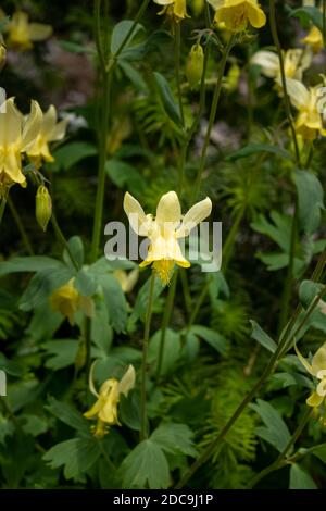 Blossom de la Columbine jaune dans la zone alpine de fleurs sauvages dans le glacier Parc national Banque D'Images